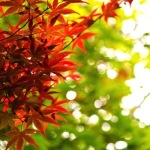 東京での紅葉の見ごろと、絶対おすすめのスポット・名所！