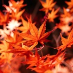 関西でライトアップされた紅葉を見るには？必見！